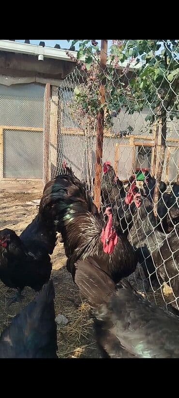 cuce dami: Alman cinsi australorp cücə və yumurta sifarişi qəbul olunur. bütün — 5