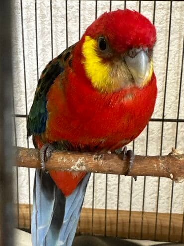 danişan quş: Salam, erkəkdir. 2 yaşı var. Sağlam quşdur. Sarıyanaq rozelladır — 3