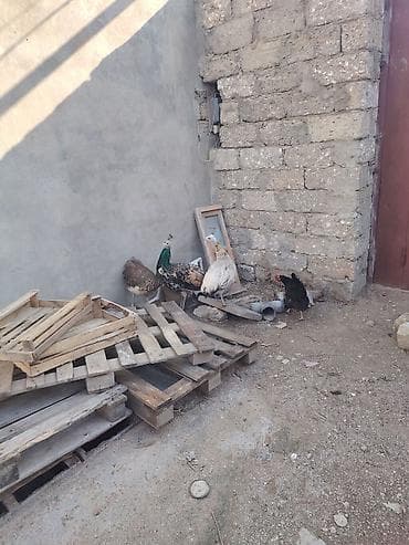 Павлины: Məhsul: Tovuz quşları və ev quşları - Növ: Tovuz quşu (erkək — 1