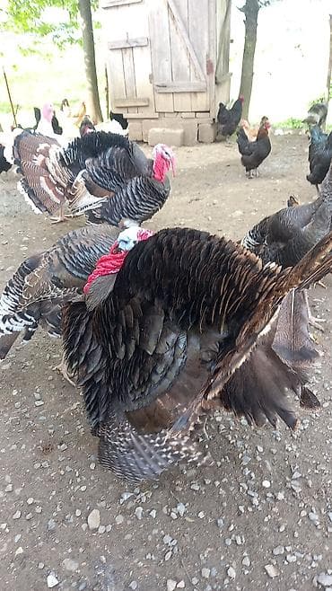 qədim samovar satisi: Sort hinduşkaların yumurtaları satılır — 2