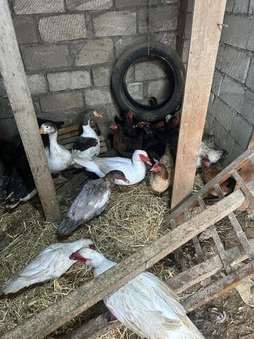 Gəmiricilər: Dişi, | Lal ördək, Damazlıq — 3