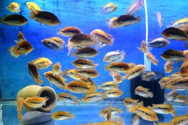 продажа аквариумных рыбок: Цихлид — 12