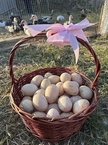 Lal ördək yumurtaları krasnodarda var