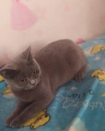 Britan, Erkək, Dişi, Yaxşı əllərə, Ünvandan götürmə, Pulsuz çatdırılma, Ödənişli çatdırılma lalafo.az -da Britan, Erkək, Dişi, Yaxşı əllərə, Ünvandan götürmə, Pulsuz çatdırılma, Ödənişli çatdırılma