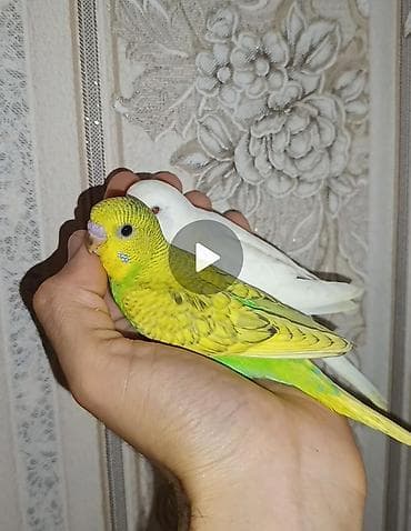 star quşu: Məhsul: Dalmat və dalğalı rəng mutasiyalı xonça (züğül) cütü – əl — 1