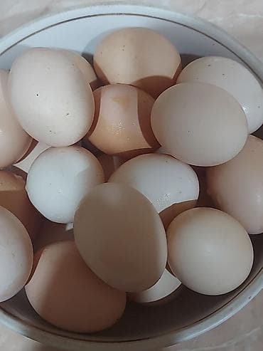 linda qaz yumurtası: Təbii toyuq yumurtası Mayalı yumurta - Ağ və krem rəngli qabıqlı, orta — 1