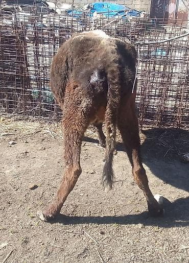 Hinduşkalar: Dişi, il: 2, 100 kq, Damazlıq, Ünvandan götürmə — 4