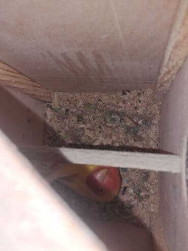 əbabil quşu satılır: Maya qirmizi baş maya yuva qizdirir erkeyini satdim mayasi qaldi — 2