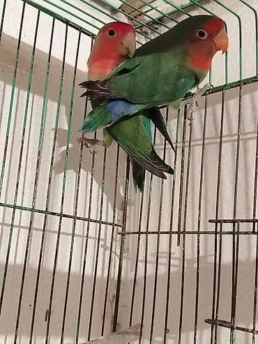 Məhsul: Dalmat sevgi quşları (lovebird) – bir neçə fərqli rəng