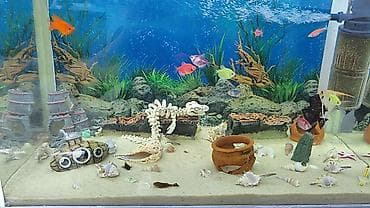 akvarium satılır: Akvarium icindekiler ile birlikde satilir. Qiymet sondu. Su — 5