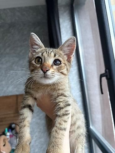 Tabbi, Erkək, Yaxşı əllərə, Pulsuz çatdırılma