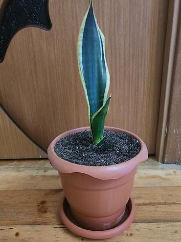 Sansevieria gülü satılır - Bitki: Sansevieria trifasciata lalafo.az -da Sansevieria gülü satılır - Bitki: Sansevieria trifasciata