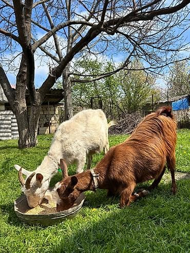 ucuz pisik yemekleri: 2-ci qarın əkiz balalı Alpin keçisi, balaları Hələbin mələzidir. Bir — 2