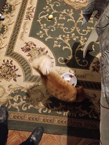 pişik latok: Narıncı tüklü pişik - Cins: ev pişiyi (narıncı/tabby rəngli) - — 4