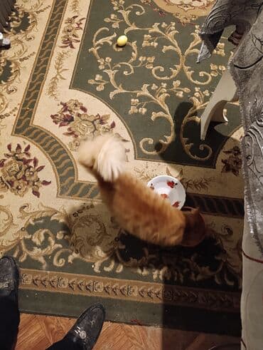 pişik latok: Sevimli pişik – narıncı rəngli, zolaqlı tüklər, qısa pəncələr və çox — 5