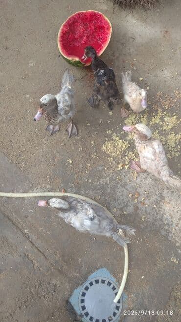 ördək balası satışı: Məhsul: Ördək balaları (6 ədəd) Təsvir: - Şəkillərdə müxtəlif rəng — 7