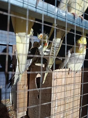 Попугаи: Nimfa (cockatiel) papuqayları – müxtəlif rənglər Məhsul təsviri: - — 4