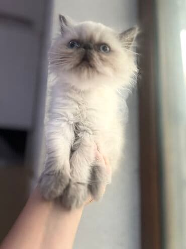 pişik tasma: Fars — 5