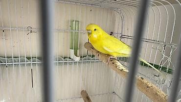 Sarı dalmatin (bəzək) büdcə quşu – dalğıc (budeqiqar) papuqay - Parlaq lalafo.az -da Sarı dalmatin (bəzək) büdcə quşu – dalğıc (budeqiqar) papuqay - Parlaq