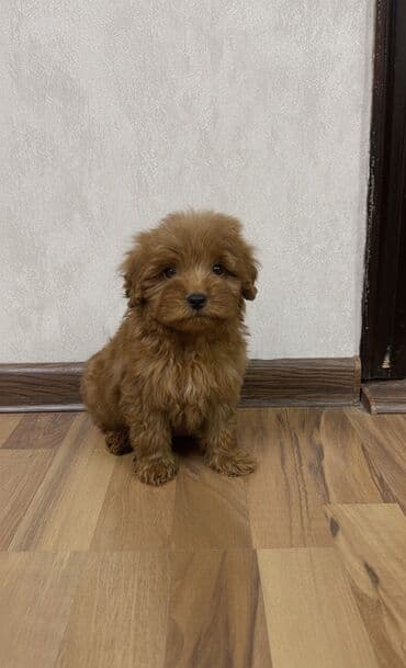 pomeranian spitz satilir: Pudel, 3 ay, Erkek, Peyvəndli, Ünvandan götürmə — 2