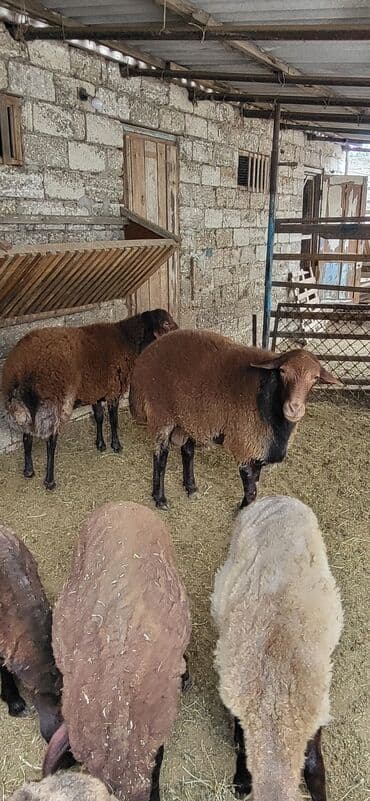 qurbanlıq qoyun: Erkək, Qala, il: 2, 90 kq, Damazlıq, Ünvandan götürmə — 9
