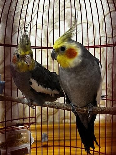 dekarativ quslar: Papuqay cütü satılır hər şey daxil 90azn ciddi istəyən olsa cuzi — 4