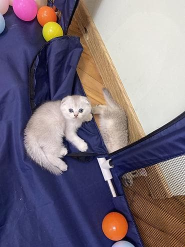 голд шиншилла: Шиншилла, Самец — 5