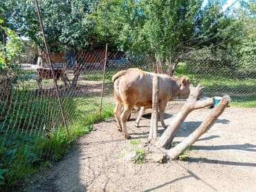 sudluk inekler satışı: Məhsul: Dana (erkək) Təsvir: - Şəkillərdə görünən sağlam, ətlik — 6