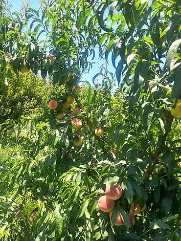 k meyve: Şaftalı – bağdan təzə, çeşidlənmiş və qutulanmış - Məhsul: aromatik — 8
