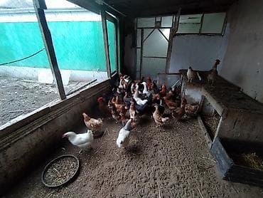 bala it satışı: Toyuq, Damazlıq — 3