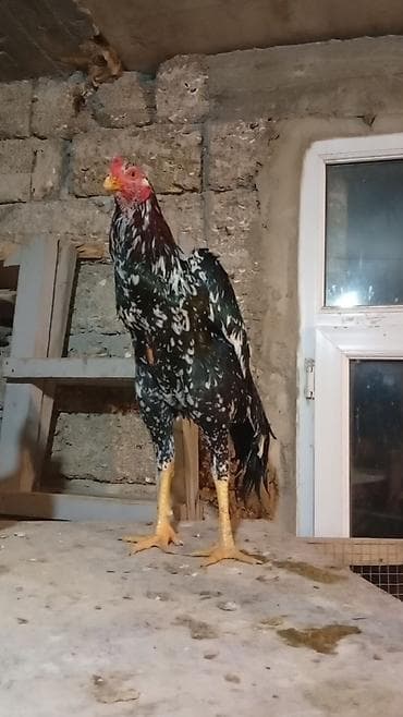 Satılır: rəngarəng naxışlı döyüş xoruzu - Cins/type: Uzunboylu — 5