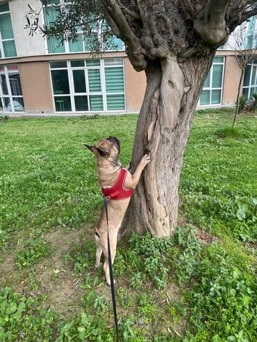 французкий бульдог: Fransız buldoqu – sədaqətli, mehriban və enerjili yoldaş. cutleshmek — 3