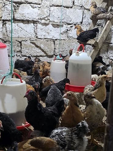 xaski gence: Toyuq cücələri, Ətlik, Ödənişli çatdırılma — 8