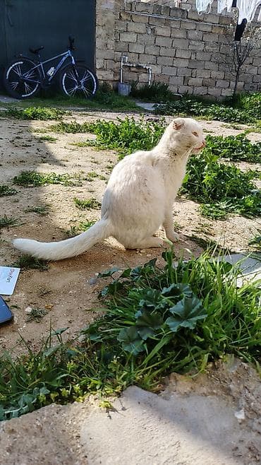 pişik cutləşdirilir: Şotland yastı qulaq, Dişi — 7