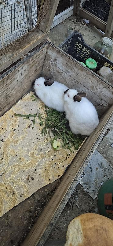 dovsan balalari: CİNS DOVŞANLARDI BİRİ DİŞİ BİRİ ERKƏK. Ağ-qəhvəyi rəng çalarları — 2