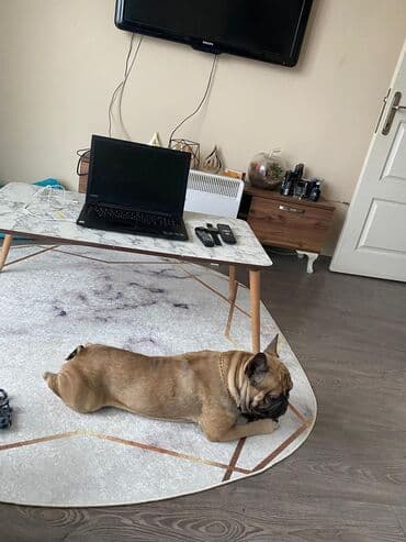 Fransız buldoqu – sədaqətli, mehriban və enerjili yoldaş. cutleshmek