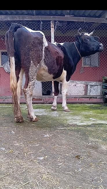 simental inək: Simental tipli inək – qara-ağ-qəhvəyi rəngdə, buynuzlu. Sağım üçün — 3