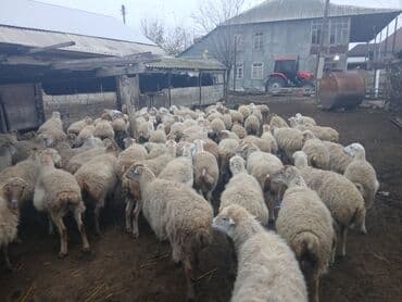 электрическая машинка для стрижки овец: Dişi, il: 5, 45 kq, Damazlıq, Südlük — 2