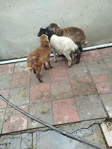 Quzu dəstəsi satılır. - Növ: yerli qoyun balaları (quzu). - Say: 4