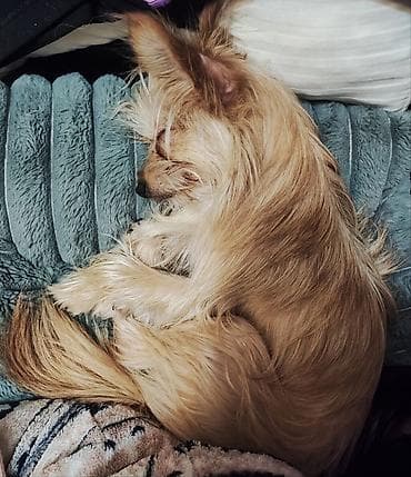 İtlər: Yorkshire Terrier balası satılır(hipoalerjenik )-Goldast, erkek. Çox — 2