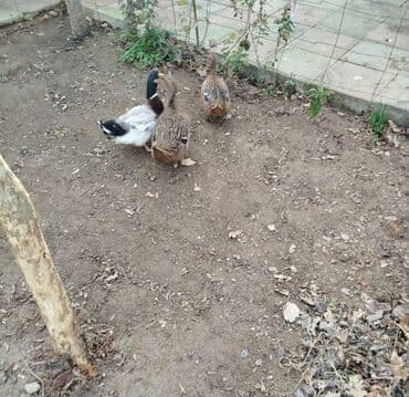 lal ordək yumurtası: Əvvəla Salam 1 erkək 2 dişi ördək satılır hərgün yumutlarıylar ünvan — 4