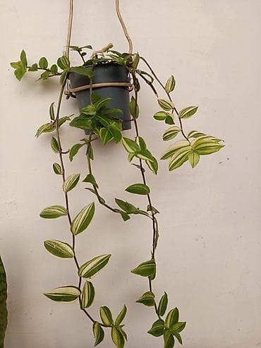 Asılan saksıda sarmaşan Tradescantia (inch plant) – yaşıl və krem