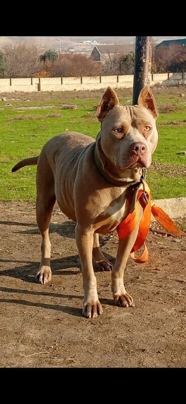 van pişiyi qiyməti: Pitbul, 1 il, Dişi, Peyvəndli, Ödənişli çatdırılma — 1