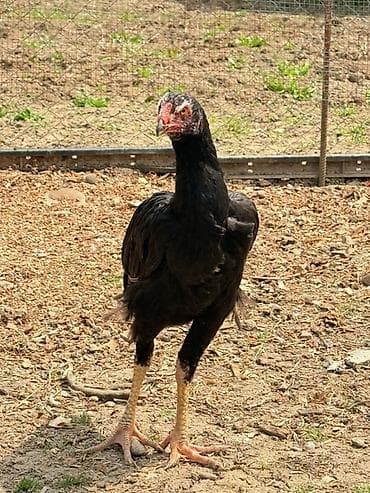 yaponka toyuqlar: Toyuq, Damazlıq — 4