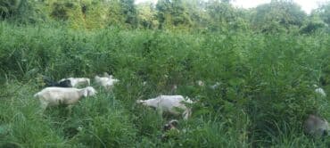 Qatıq: Keci sudu satilir.Qiymeti 3 manat.catdirilma var(odeniwli)!!Baki wheri — 10