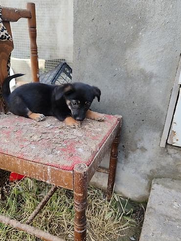 pişik sortlari: ‼️ Təcili Satılır ‼️ Zvanok təmiz cins 3 aylıq Dişi Tam sağlam — 6