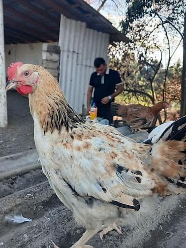 kirpi satışı: Salamlar Gününüz Uğurlu Olsun! 💛 Kənd Şəraitində Böyüdülüb — 10