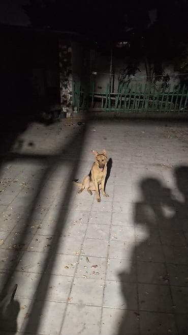 it heyvan: Alman çoban iti, 6 ay, Erkek, Peyvəndli — 3