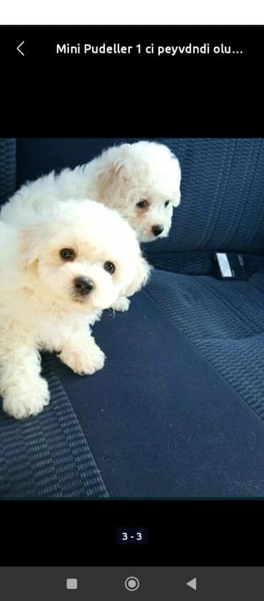 mikro pudel: Pudel, 2 ay, Peyvəndli — 1