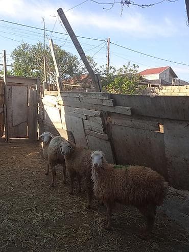 quzu satisi: Erkəy quzular satılır 250 manatdan — 3